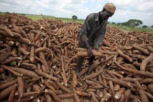 A local worker gathers harvested cassava at Graham Hatty’s f