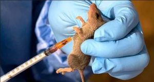 Lassa fever n