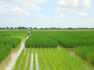 Rice farming