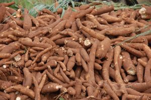 cassava (1)