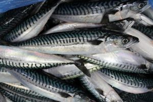 Mackerel