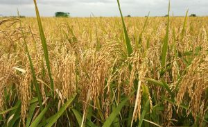 local-rice-farm