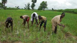 ng-fadama-takes-nigerian-farmers-to-higher-level-735×490