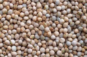 Pigeon-Peas (1)