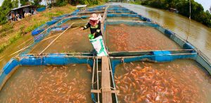 fish farming 2