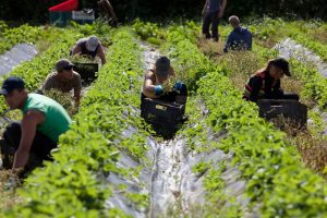 Brexit farmers
