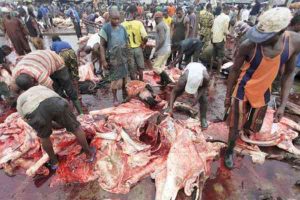 Abattoirs-TVC