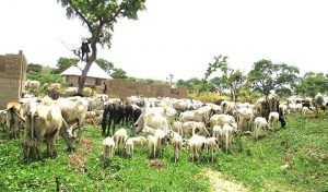 Anti-Grazing-Bill-Taraba-TVC