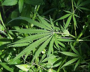 Indian-Hemp