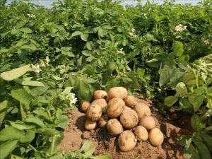 Potato-TVCNews
