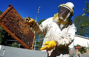 S.A.-Beekeeping-TVC