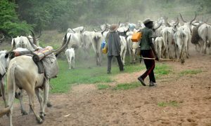 Cattle rustling