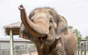 Elephant-TVCNews