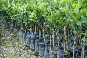 Tree planting