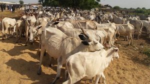 Fulani-Livestock-TVC