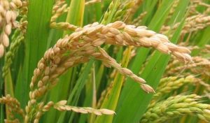 Wheat-Bauchi-TVCNews
