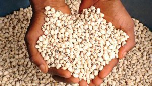 Beans-Export-TVCNews
