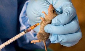 FCT Lassa fever – TVC