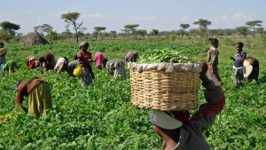 Farmers-2