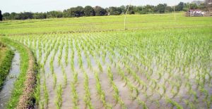 Kebbi-rice – TVC