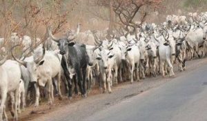 Open Grazing – TVC