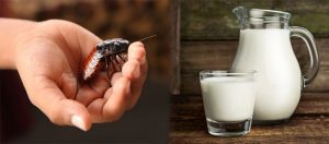 insect-cockroach-milk-735-350-700×307