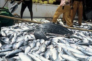 Fish export