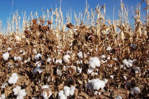 GM Cotton