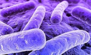 Mycoplasma-genitalium-2
