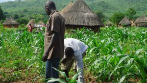 youth-farming