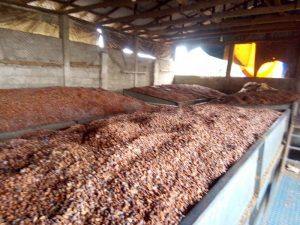 Cocoa producers
