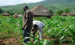 Ekiti farmers