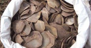 Pangolin scales