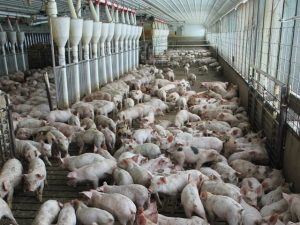 Pigs-farm-1
