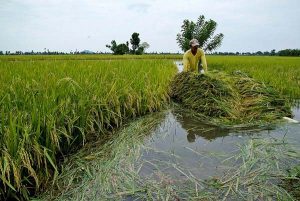 rice farm