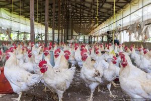 Poultry farmers
