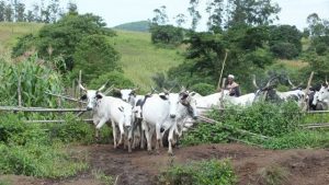 fulani-herdsmen