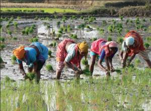 rice farm