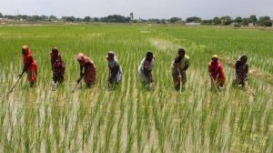 Rice farming