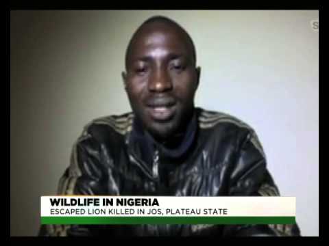 TVC BREAKFAST | WILDLIFE | THE KILLING OF A LION IN JOS, PLATEAU STATE