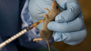Lassa-fever-