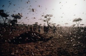 Mystery infestation-Thai residents attacked by insect-TVC