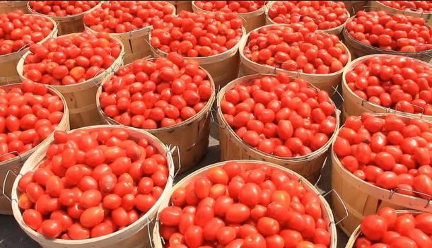 Growing Nigeria’s Tomato Industry - Trending News