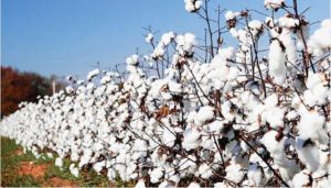 Cotton farmers