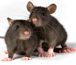 Lassa fever cases