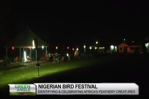 Nigerian Bird Festival