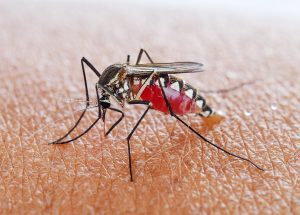 Malaria