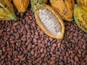 Cocxoa farmers