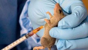 Lassa fever