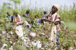 cotton